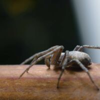 Größte Spinne Großbritanniens breitet sich rasant aus