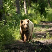Bärenangriff vermutet: Wanderer wurde tot aufgefunden