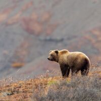 Tragödie bei Wanderung: Mann (49) stirbt nach Bärenangriff