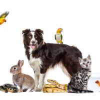 Niederösterreicher muss 650 Euro Strafe für Haustiere zahlen