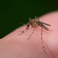 Urlaub endet in Tragödie: Kind (12) infiziert sich mit tödlicher Mückenkrankheit