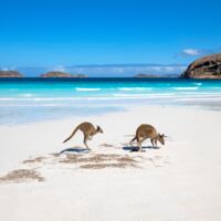 Tragödie in Australien: Urlauberin (19) stirbt nach Angriff von Wildtieren