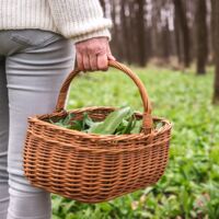 Bis zu 14.500 Euro Strafe für Bärlauchpflücken: Diese strengen Regeln gelten in Österreich