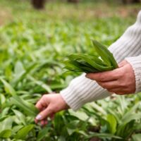 Bärlauch pflücken in Niederösterreich: Die besten Hotspots