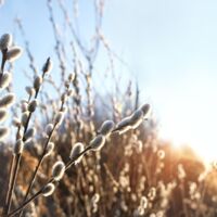 Bis zu 7.000 Euro Strafe: Strenge Regeln beim Palmkätzchen-Pflücken