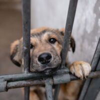 Horror-Hundezucht: 40 Welpen in Käfigen aus Kot und Müll gerettet