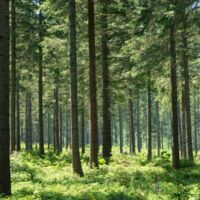 Tragödie im Wald: Mutter (58) stirbt nach Wildtierangriff