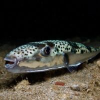 Frau am Strand gebissen: Giftiger Fisch breitet sich in Griechenland aus