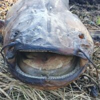 Alarm am Gardasee: Drei Meter langer Fisch breitet sich immer weiter aus