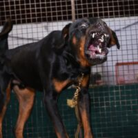 Tödlicher Hundeangriff beim Obstpflücken: Sohn findet Vater (72) tot