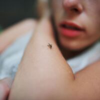 West-Nil-Virus breitet sich rasant aus: 13 Tote in Griechenland