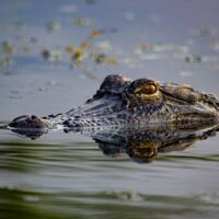 US-amerikanischer Streamer schießt auf Alligator