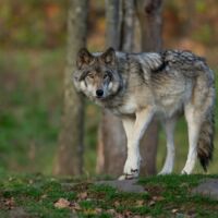Wolf greift Frau in Hamburg an