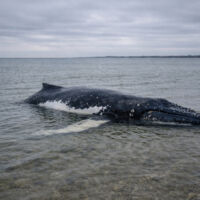 Rettungseinsatz um Buckelwal Timmy abgesagt