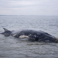 Rettung für Buckelwal Timmy wohl unmöglich