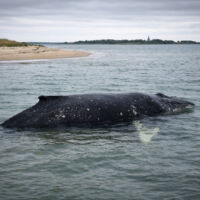 Buckelwal Timmy schwimmt sich frei, bleibt dann aber doch wieder liegen