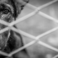Tierquälerei-Prozess in Deutschland: Verstörende Vorwürfe gegen Hundebesitzer