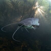 Urlauber aufgepasst: 2 Meter langer Raubfisch sorgt am Gardasee für Unruhe
