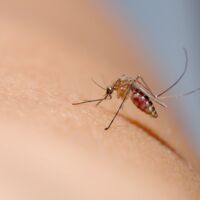 Flughafen Frankfurt: Behörden warnen wegen Malaria