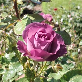 Selbsthilfegruppe für Hochsensibilität