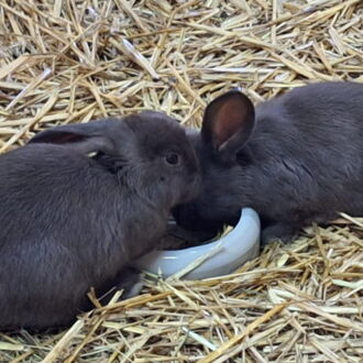 Osterhasenausstellung in St. Florian/Inn