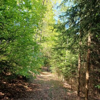 Infoveranstaltung: Klimafitte Mischwälder der Zukunft